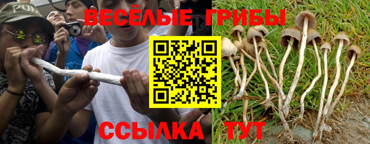 Псилоцибиновые грибы прущие грибы Баксан